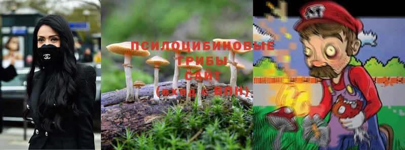 Псилоцибиновые грибы Cubensis  Кашин 